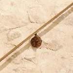 Lo Raconet D'arnes 阿内斯